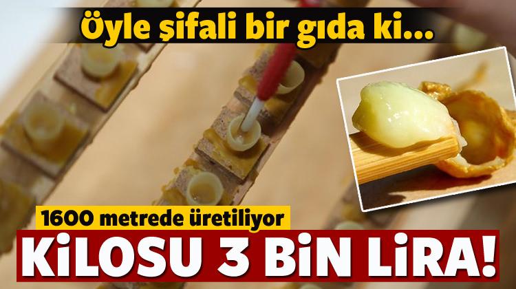 1600 metrede üretiliyor! Kilosu 3 bin lira