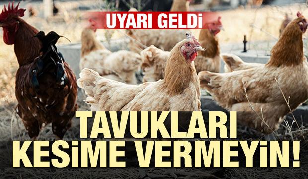 Uyarı geldi! Tavukları kesime vermeyin