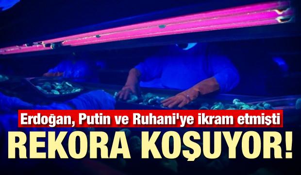 Erdoğan, Putin ve Ruhani'ye ikram etmişti: Rekora koşuyor