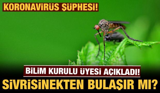 Bilim Kurulu üyesi açıkladı: Koronavirüs sivrisinekten bulaşır mı?