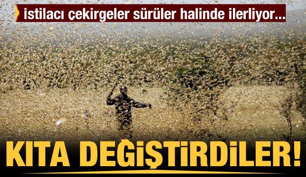 İlerleyişleri devam ediyor! İstilacı çekirgeler kıta değiştirdi... .