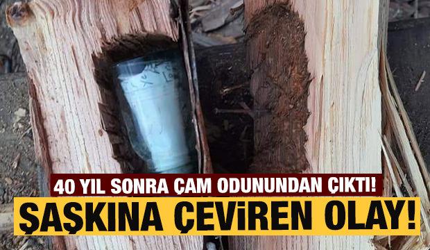 Çam odununun içinden 43 yıl sonra çıktı! Şaşırırıp kaldılar!