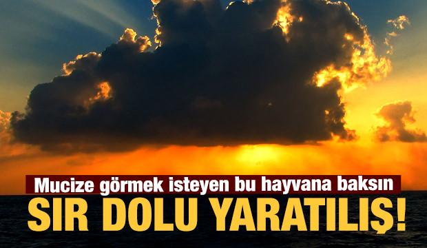 Mucizelerle dolu bir hayvan: Deve