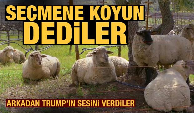 Trump seçmenine 'Koyun' dediler!