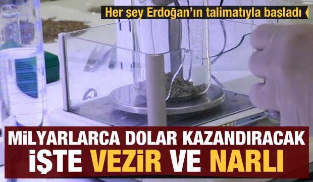 Erdoğan talimat vermişti! Milyarlarca dolar kazandıracak: İşte ilk yerli kenevirler