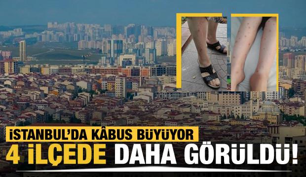 İstanbul'da sivrisinek kâbusu büyüyor! 4 ilçede daha görüldü