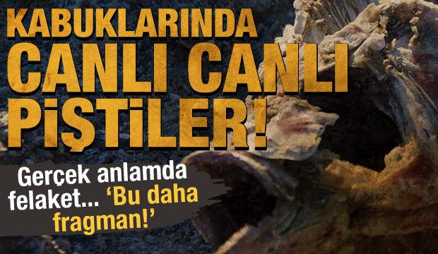 Son dakika haberi: Aşırı sıcaklar suda çok tehlikeli! Kabuklarında canlı canlı piştiler - Vimarsana News