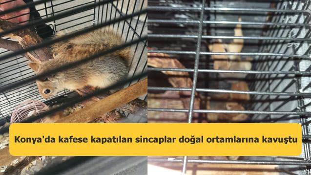 Konya'da kafese kapatılan sincaplar doğal ortamlarına kavuştu