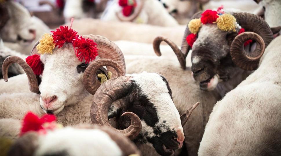 Kurbanlık koyun nasıl seçilir? Koyun alırken nelere dikkat edilmeli