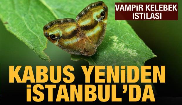 Vampir kelebek istilası!Kabus yeniden İstanbul'da(7 Ağustos 2022 Günün Önemli Gelişmeleri)