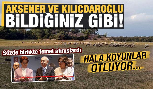 Akşener ve Kılıçdaroğlu sözde birlikte temel atmışlardı, hala koyunlar otluyor!