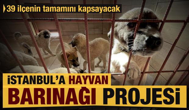 İstanbul'a hayvan barınağı projesi: 39 ilçeyi kapsayacak!