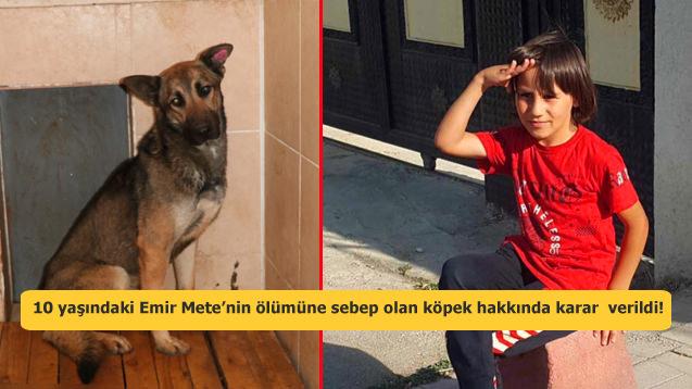 Van'da 10 yaşındaki Emir Mete’nin ölümüne sebep olan köpek hakkında karar  verildi!