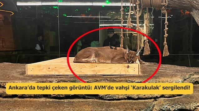 Ankara’da tepki çeken görüntü: AVM’de vahşi ‘Karakulak’ sergilendi! 