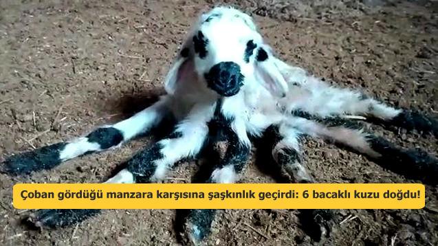 Diyarbakır'da 6 bacaklı kuzu doğdu! Görenler şaşkınlık geçirdi