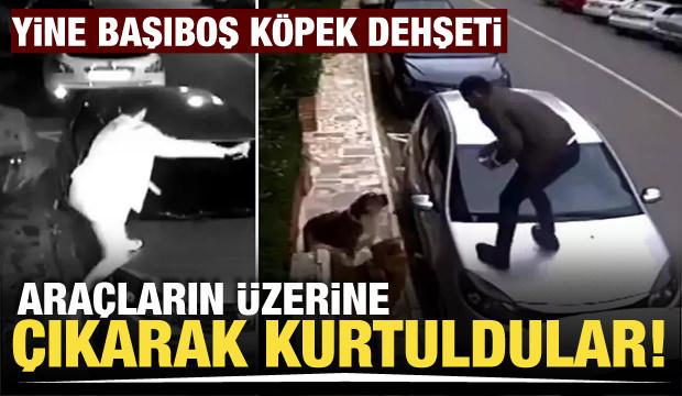 İstanbul'da başıboş köpek saldırısından aracın üzerine çıkarak kurtuldular