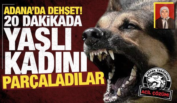 Adana'da başıboş köpek sürüsü yaşlı kadını parçaladı