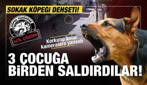 Bursa'da 3 sokak köpeği 3 çocuğa saldırdı: Hastaneye kaldırıldılar!