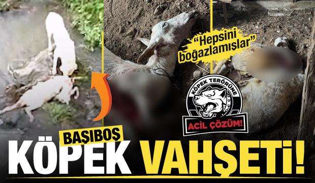 Sokak köpekleri Ardeşen'de vatandaşların hayvanlarını telef etti