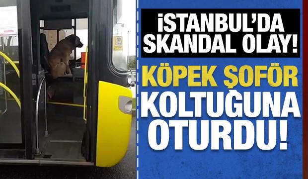 İstanbul'da bir köpek, kapısını açık bulduğu İETT otobüsünün şoför koltuğuna oturdu