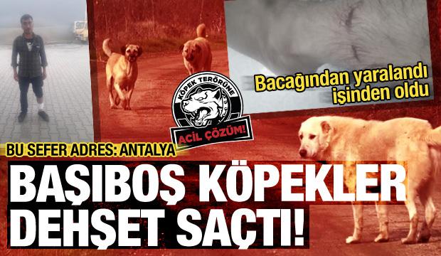 Antalya'da bir kişi başıboş köpeklerin saldırısına uğradı!