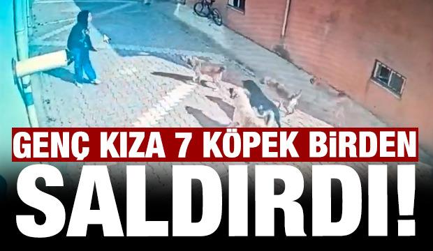Konya'da sokak köpekleri çocuğa saldırdı! Okula giden çocuk ölümden böyle kurtuldu