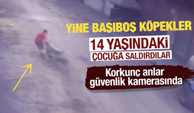 Adana'da 14 yaşındaki çocuk başıboş köpeklerin saldırısına uğradı