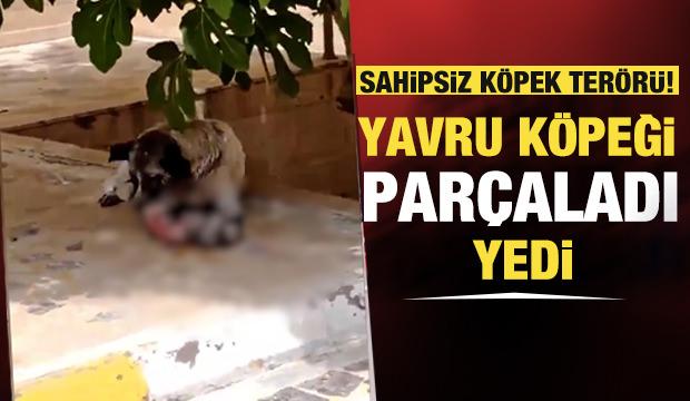Türkiye sokak köpeklerinin istilasında! Sahipsiz köpek yavru köpeği yedi...