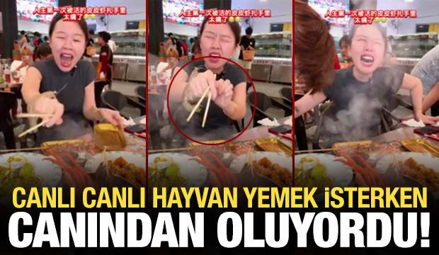 İlgin&ccedil; anlar! Canlı deniz hayvanı yemek isterken hastanelik oldu...