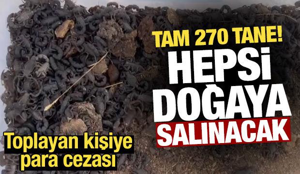 Canlı akrep toplayan kişiye 387 bin lira para cezası