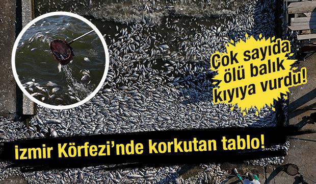 İzmir Körfezi'nde balık ölümleri devam ediyor