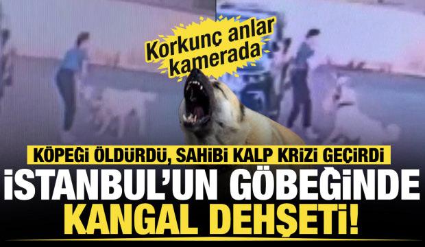 İstanbul'un göbeğinde köpek dehşeti!