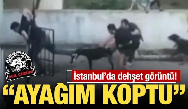 Maltepe'de pitbull dehşeti! "Ayağım koptu" 