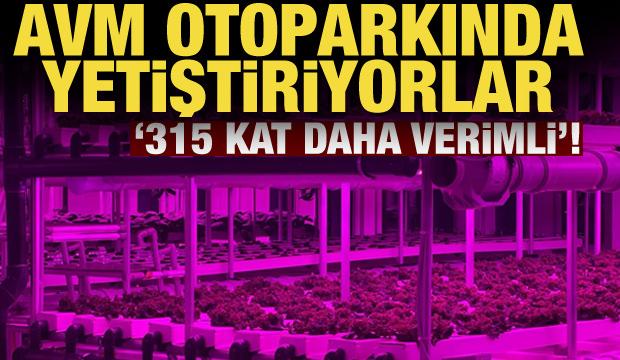 AVM otoparkında yeşil yapraklı sebzeler üretiliyor