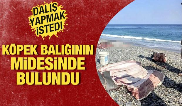 Dalış yaparken kaybolmuştu! Köpek balığının midesinden çıktı