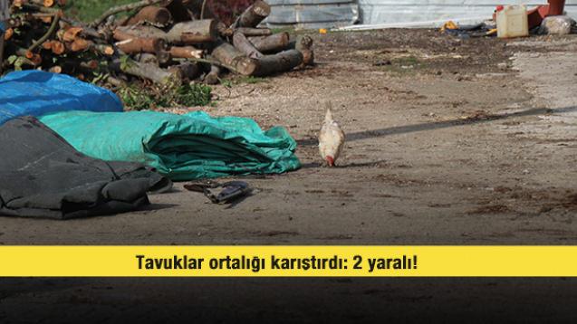 Tavuklar ortalığı karıştırdı: 2 yaralı!