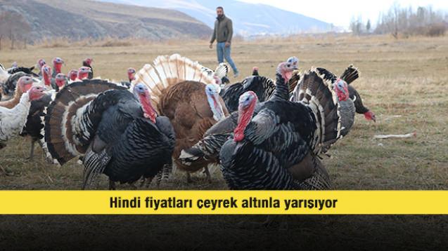 Hindi fiyatları çeyrek altınla yarışıyor 