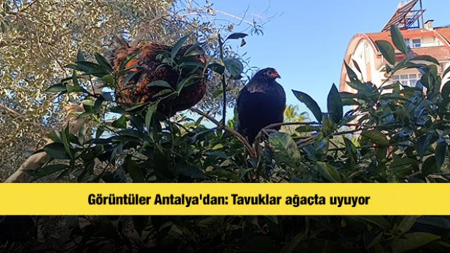 Görüntüler Antalya'dan: Tavuklar ağaçta uyuyor