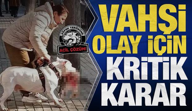 Avcılar'da kediyi parçalayan pitbullun sahibi tutuklandı