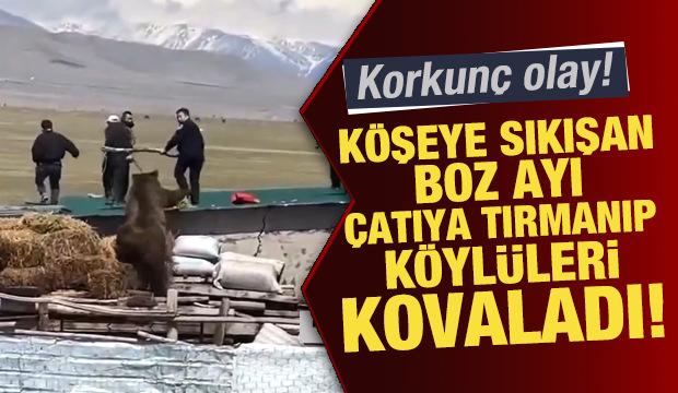 Ağrı'da korkunç olay! Köşeye sıkışan ayı çatıya tırmanıp köylüleri kovaladı