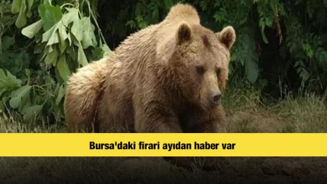 Bursa'daki firari ayıdan haber var 