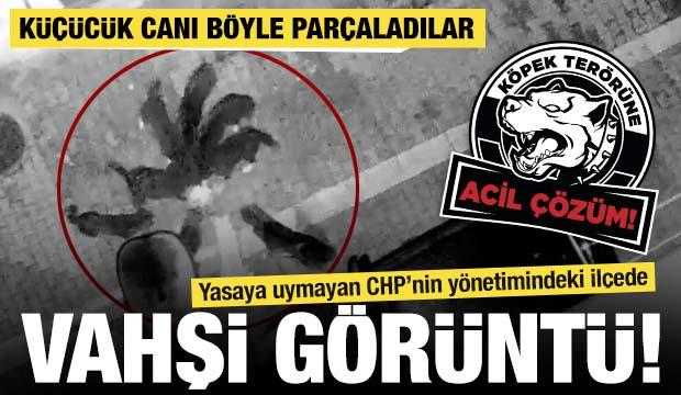 Eyüpsultan’da başıboş sokak köpekleri kediyi böyle parçaladı