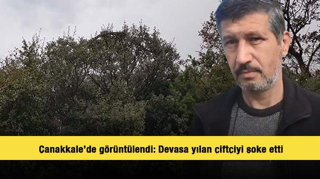 Çanakkale'de görüntülendi: Devasa yılan çiftçiyi şoke etti!