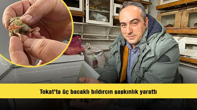 Tokat'ta üç bacaklı bıldırcın şaşkınlık yarattı 