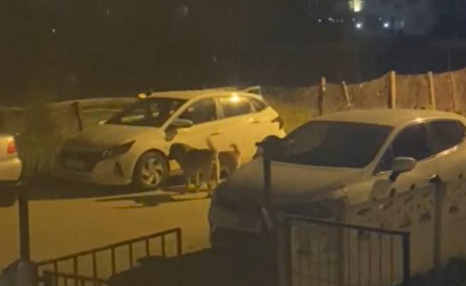 Başıboş köpekler otomobile saldırdı: Yüz binlerce liralık hasar