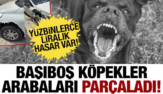 Başıboş köpekler otomobile saldırdı: Yüzbinlerce liralık hasar!