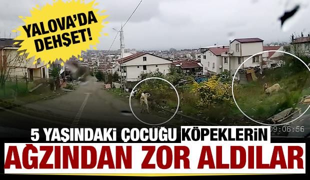 5 yaşındaki çocuğu köpeklerin ağzından aldılar! 