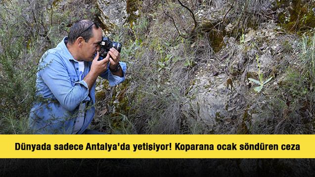 Dünyada sadece Antalya'da yetişiyor! Koparana ocak söndüren ceza