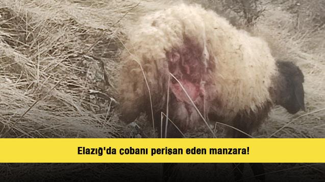 Elazığ'da çobanı perişan eden manzara!