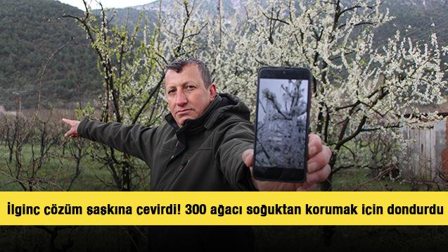 İlginç çözüm şaşkına çevirdi! 300 ağacı soğuktan korumak için dondurdu